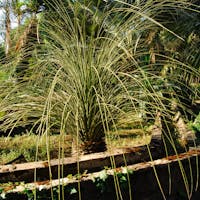 Giardino Paternò del Toscano Giardino Paternò del Toscano, Giardino Botanico Parco Paternò del Toscano, SANT'AGATA LI BATTIATI (CT )