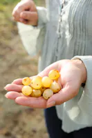 Tenuta Enza La Fauci