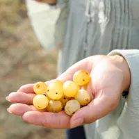 Tenuta Enza La Fauci Tenuta Enza La Fauci