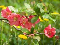 EDV Garden EDV Garden