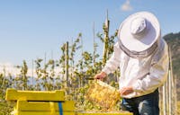 Imkerei Apicoltura Hafner Imkerei Apicoltura Hafner