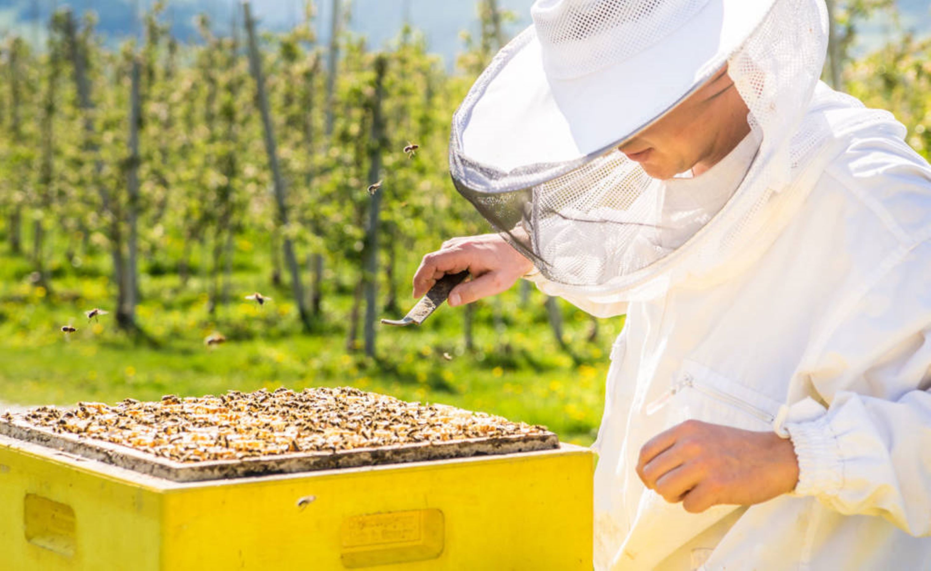 Imkerei Apicoltura Hafner