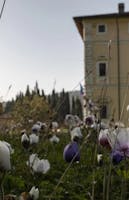 Perugia Flower Show Perugia Flower Show