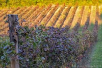 Azienda Agricola Montegrande Azienda Agricola Montegrande