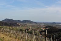 Il Pianzio Azienda Vitivinicola