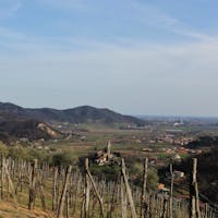 Il Pianzio Azienda Vitivinicola Il Pianzio Azienda Vitivinicola