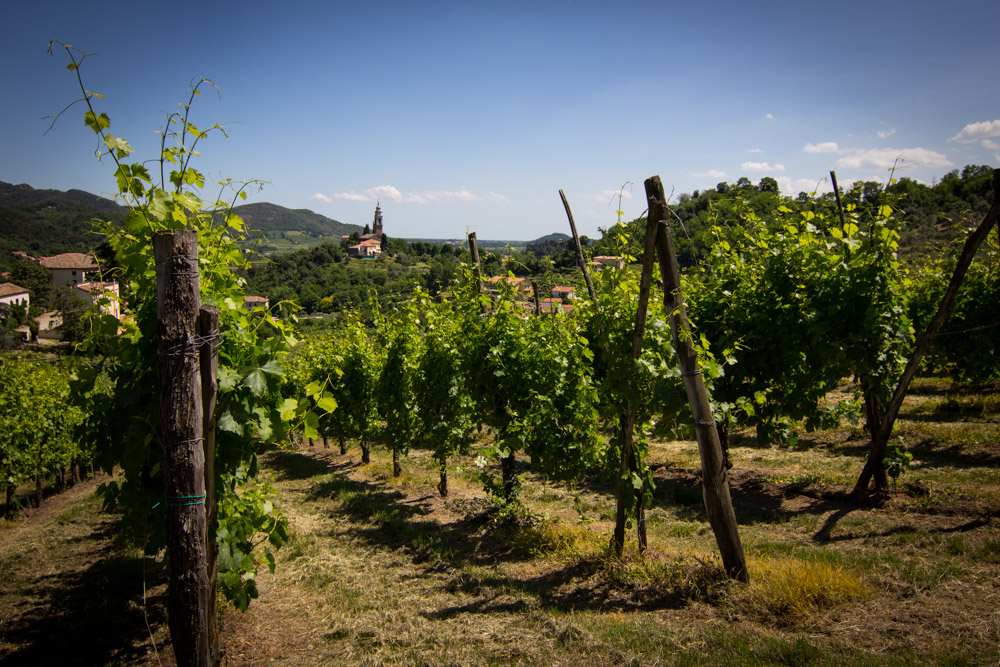Il Pianzio Azienda Vitivinicola
