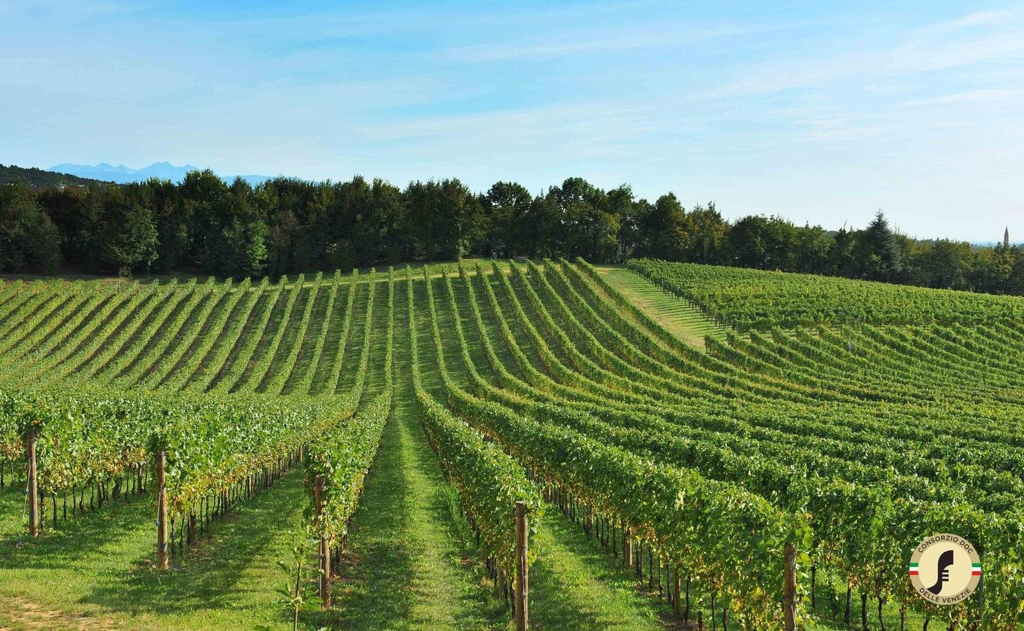 Tenuta Planitia a Lison (VE)