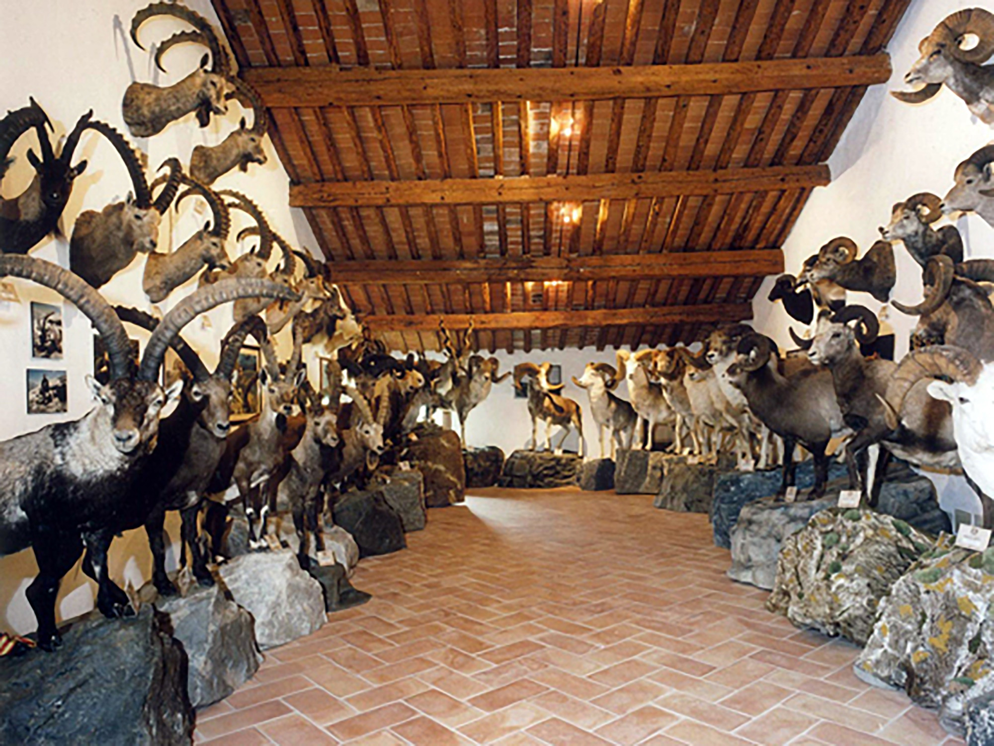 Wild Life Museum