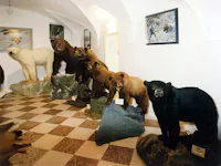 Wild Life Museum