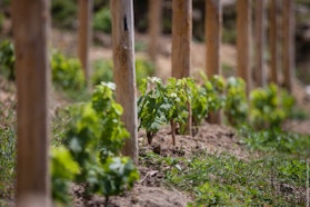 I prodotti dell'orto, PODERE CASE LOVARA, LEVANTO (SP )