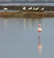 Uccelli acquatici, SALINE CONTI VECCHI, ASSEMINI (CA ) 