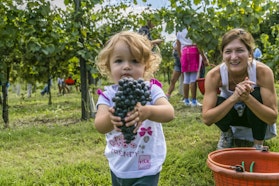 Vendemmia in Villa, VILLA DEI VESCOVI, TORREGLIA (PD ) 
