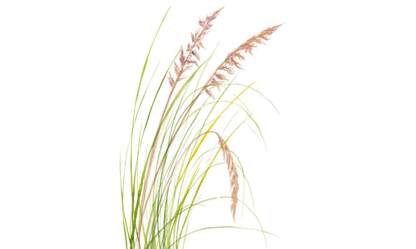 Alla scoperta degli ecosistemi del Parco Naturale Regionale e dell'Area Marina Protetta di Portofino Alla scoperta degli ecosistemi del Parco Naturale Regionale e dell'Area Marina Protetta di Portofino