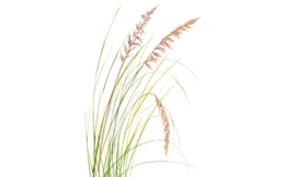 Alla scoperta degli ecosistemi del Parco Naturale Regionale e dell'Area Marina Protetta di Portofino