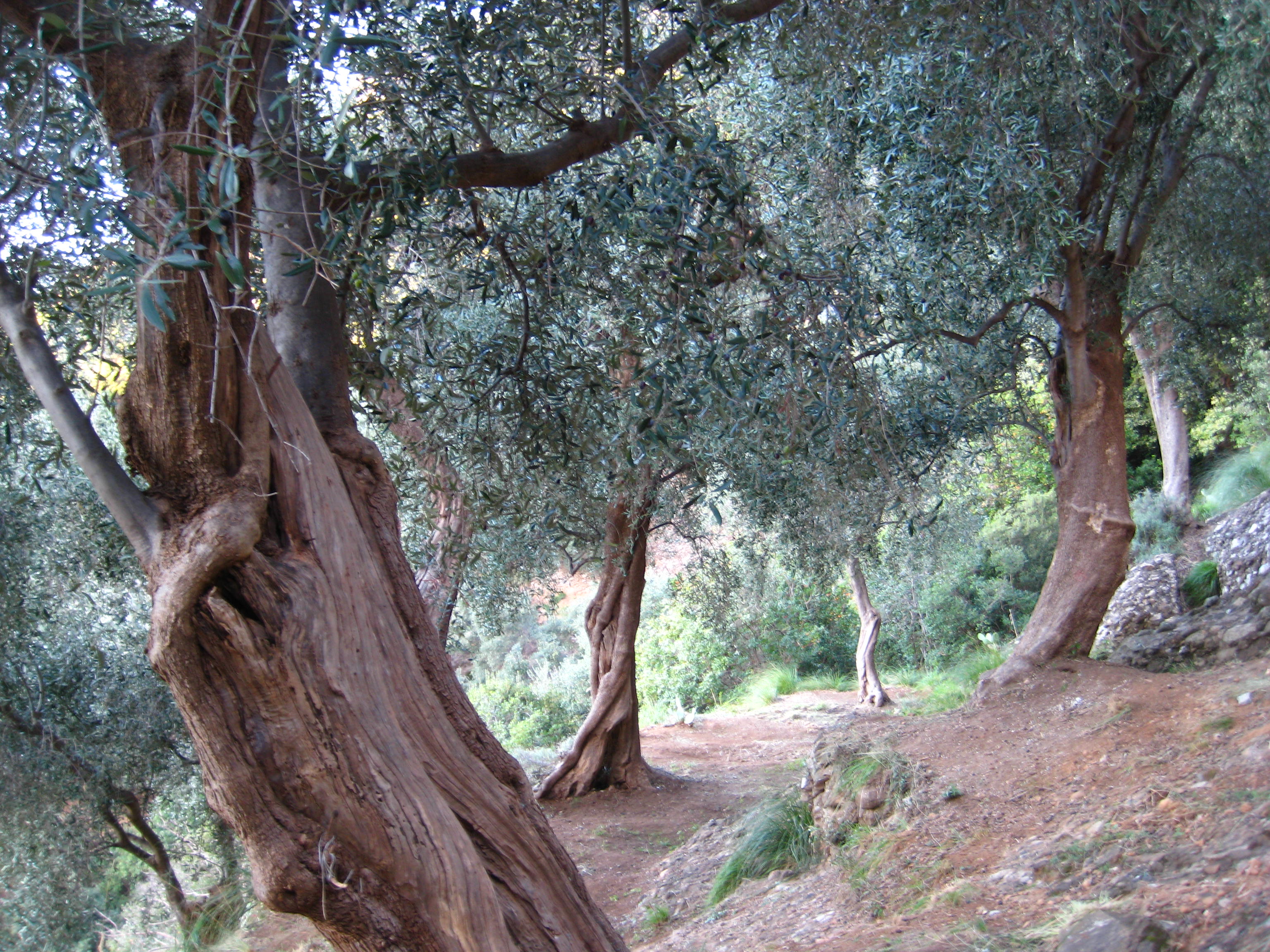 Passeggiate Naturalistiche Evento Fai