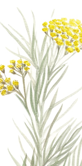Tra fiori, foglie e fili d’erba: alla scoperta della natura salentina