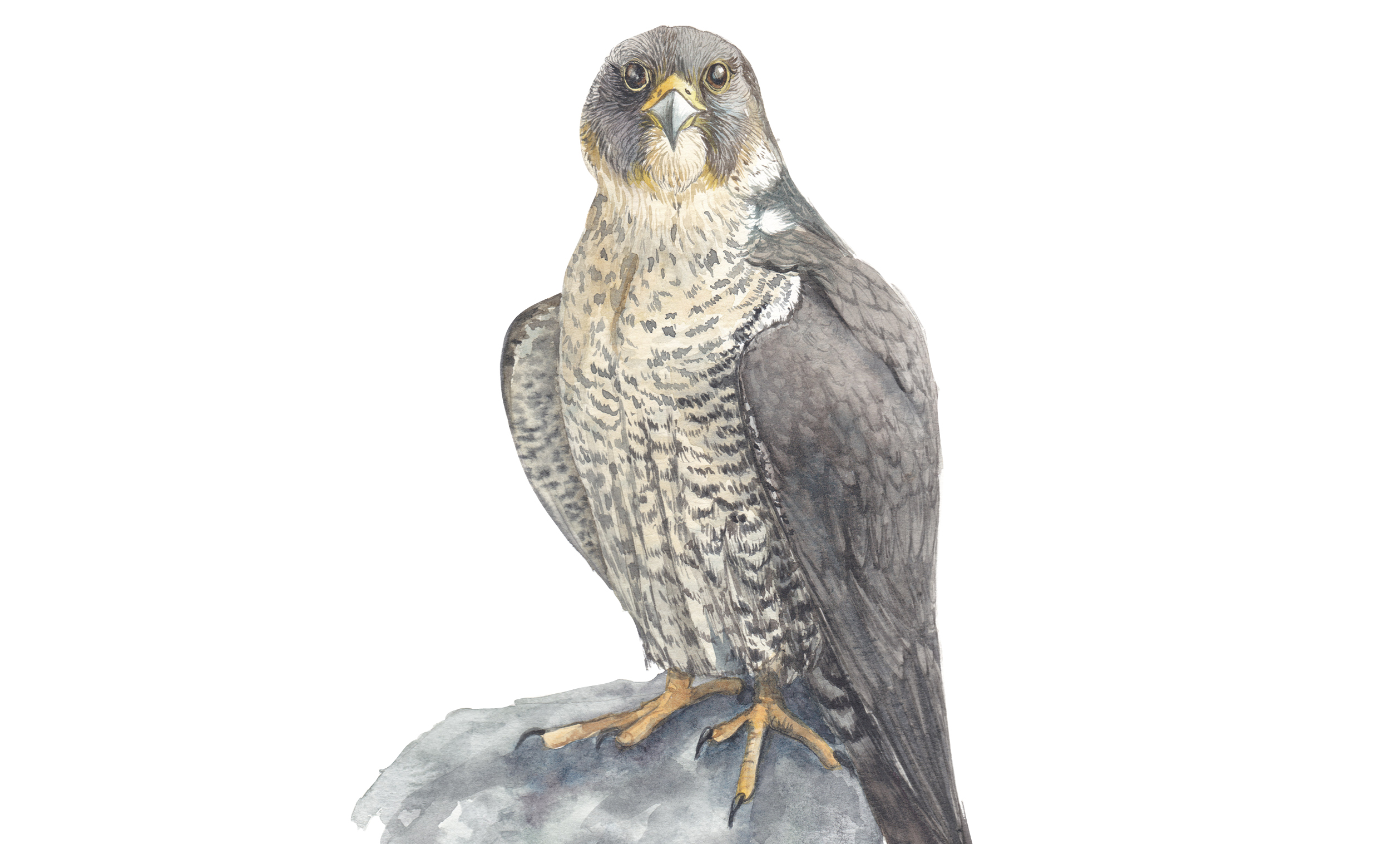 Naturalisti per un giorno