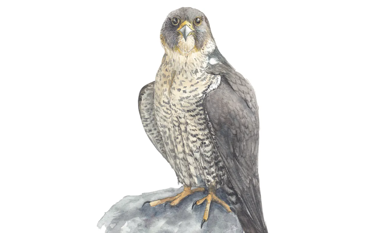 Naturalisti per un giorno Naturalisti per un giorno