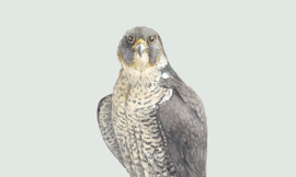 Corso di birdwatching