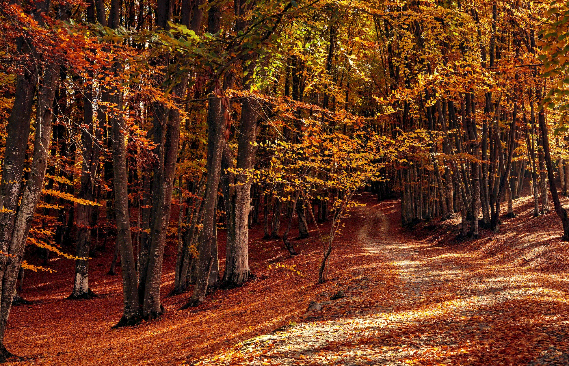 Trekking d'autunno