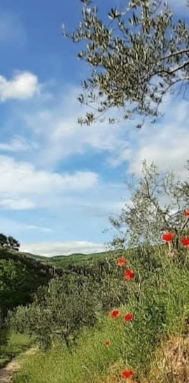 A spasso nel bosco