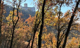 A spasso nel Bosco