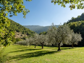 Corso di potatura degli ulivi