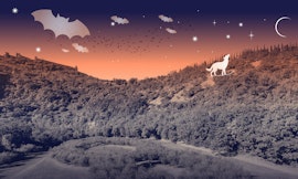 Creature notturne