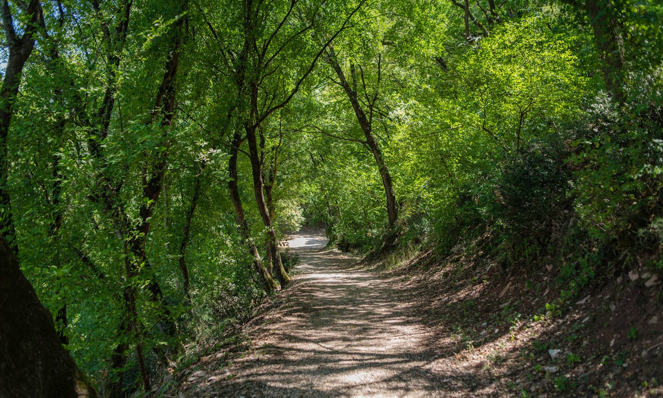 Festa dei boschi Festa dei boschi