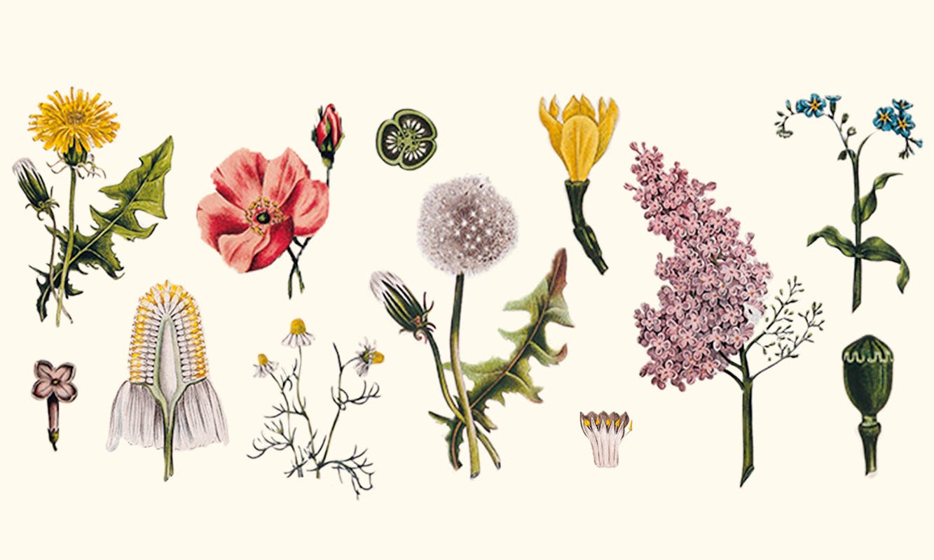 Herbatica: storie di erbe e di boschi Herbatica: storie di erbe e di boschi