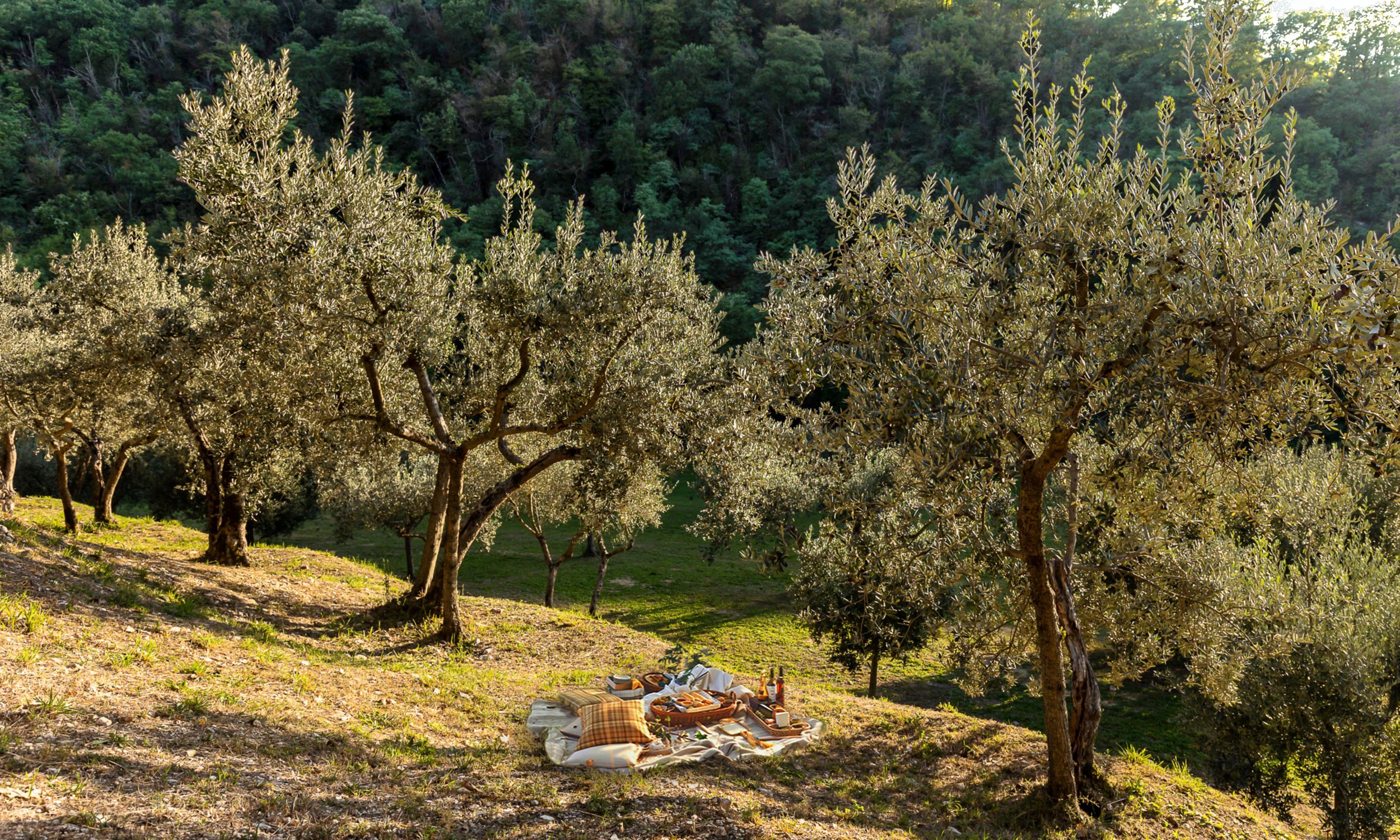 Picnic tra gli olivi
