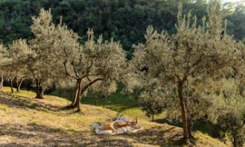 Picnic tra gli olivi
