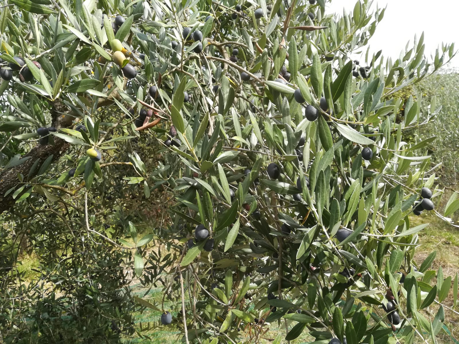 Sul filo dell'olio
