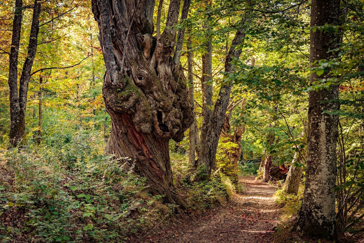 Al cospetto dei giganti: passeggiata tra i castagni secolari Al cospetto dei giganti: passeggiata tra i castagni secolari