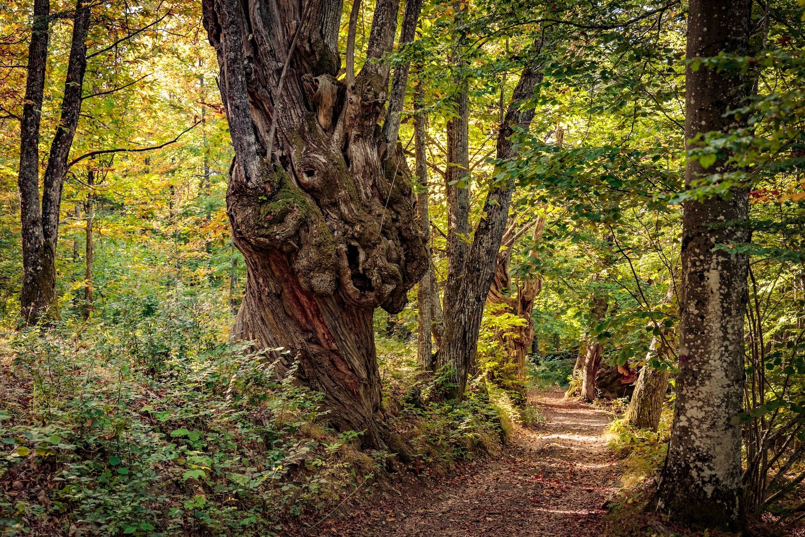 Trekking d'autunno: i castagni secolari sul sentiero dei briganti