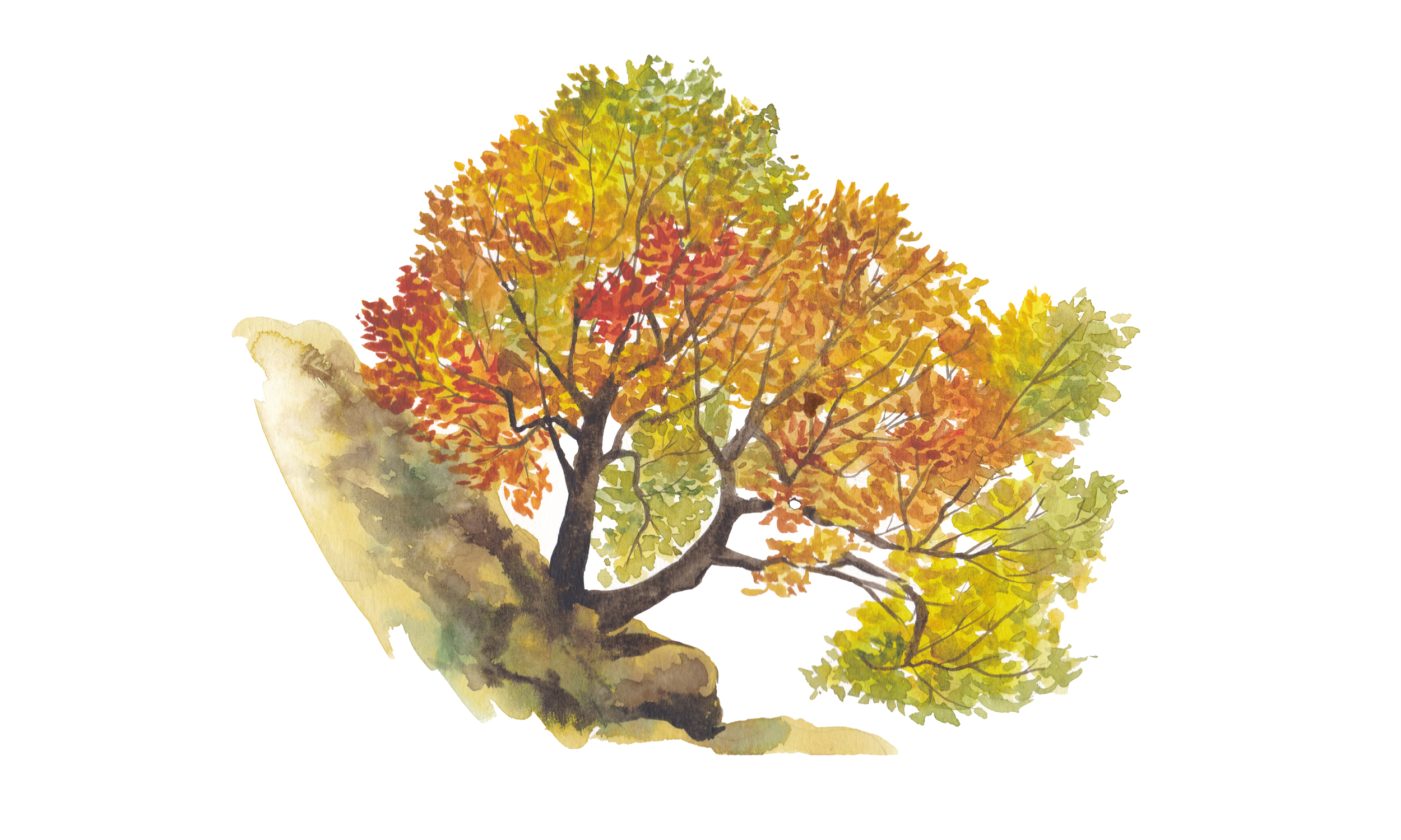 L'ecosistema dei Sassi. Trekking urbano