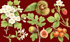 Botanica