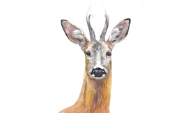 Camminate nella biodiversità