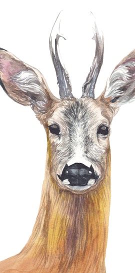 Camminate nella biodiversità