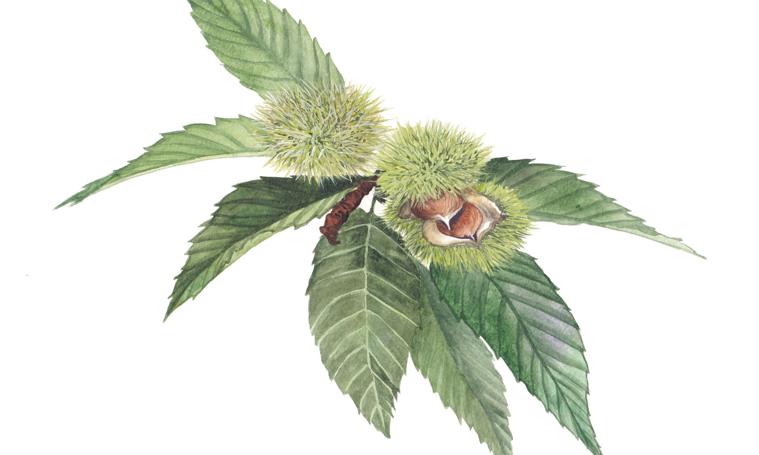 Camminate nella biodiversità