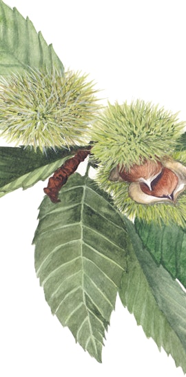 Camminate nella biodiversità