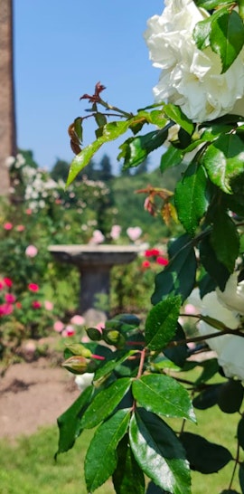 Fiori al ritmo delle stagioni