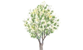 La natura e il Castello