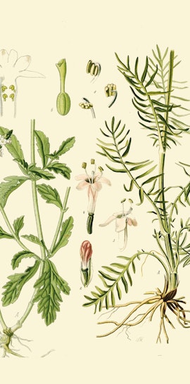 Herbarium