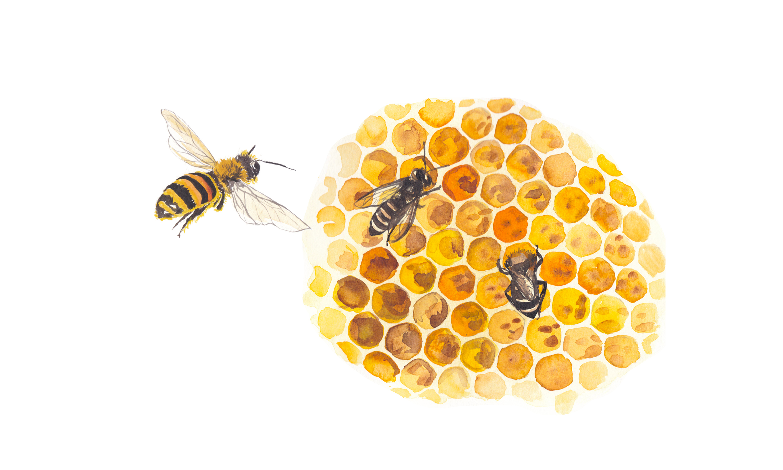 Alla scoperta di api e impollinatori | Evento FAI
