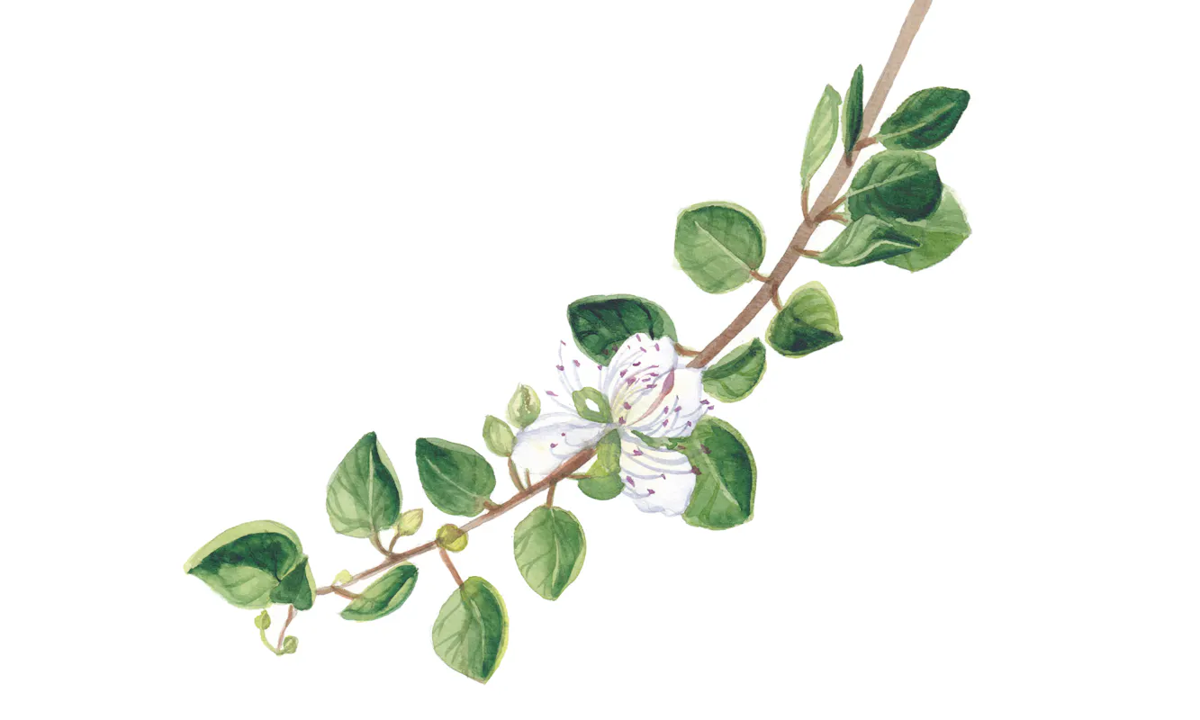 Alla scoperta delle erbe spontanee Alla scoperta delle erbe spontanee