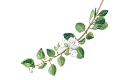 Alla scoperta delle erbe spontanee