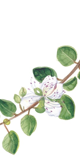 Alla scoperta delle erbe spontanee