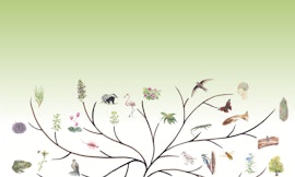 Tramonto tra i prati a narciso di Pian de Coltura - edizione 2026